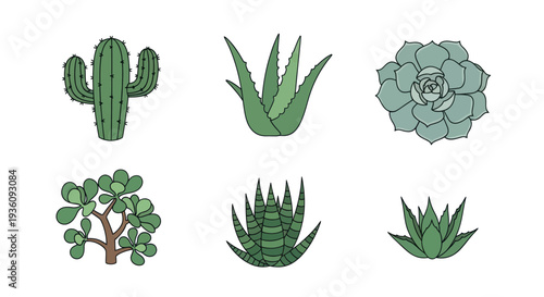 Vector illustrations of various succulent plants