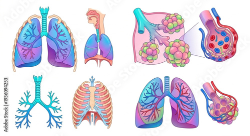 Human lungs anatomy vector set, colorful medical illustrations of respiratory system, trachea, bronchi, and alveoli structures, isolated on white background.

