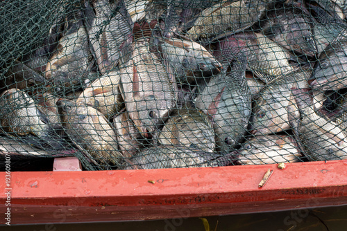 Tableau sur toile Fresh Tilapia Fish (Mujaer Fish) Caught in Fishing Nets, Grilled Fish Ingredient