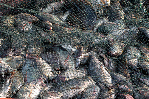 Canvas Print Fresh Tilapia Fish (Mujaer Fish) Caught in Fishing Nets, Grilled Fish Ingredient