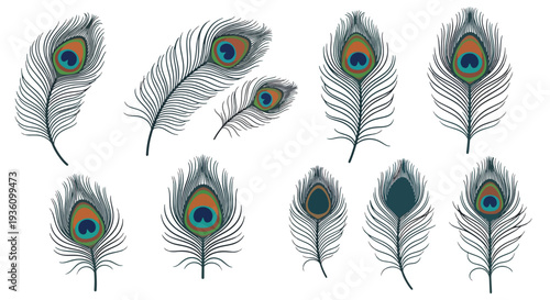 Peacock Feathers Collection