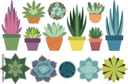 Cartoon illustration of diverse succulent plants in colorful pots and rosettes, showcasing botanical variety, indoor decoration, gardening inspiration, plant motifs,