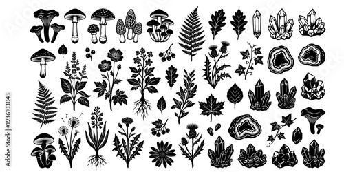 Vintage Woodcut Illustration of Potion Ingredients for Alchemy D
