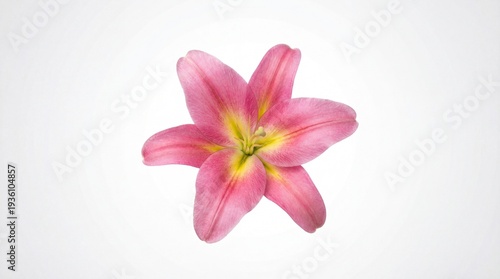 A pink flower with yellow center on white background