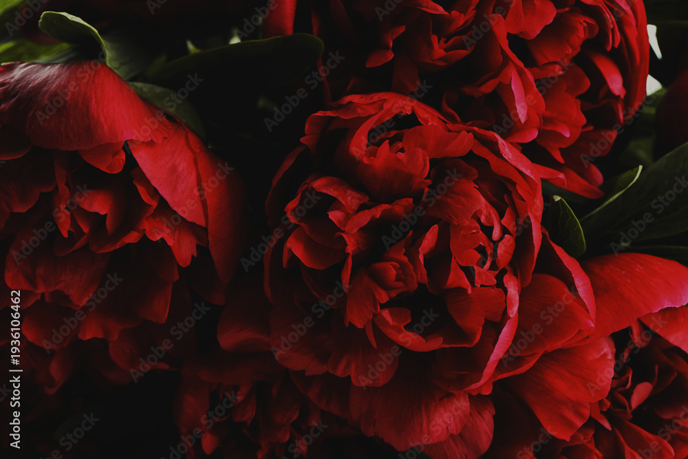 Obraz premium Beautiful red peonies as background, closeup. Card or poster design
