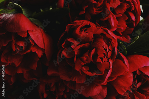 Beautiful red peonies as background, closeup. Card or poster design