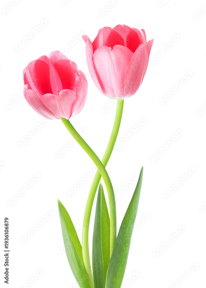 Fototapeta premium Beautiful tulips on white background. Spring flowers