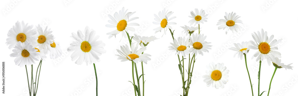 Fototapeta premium Beautiful chamomile flowers isolated on white, set