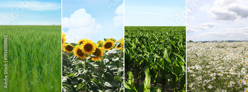 Panel kuchenny z motywem Set of fields under beautiful sky. Nature landscape