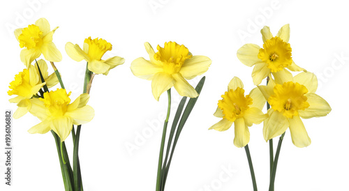 Vibrant yellow daffodils isolated on white, set. Spring flowers