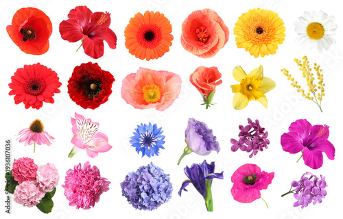 Bright flowers arranged by colors on white background, set