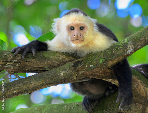 White-faced capuchin monkey (Cebus capucinus) resting in a tree, Corcovado National park, Osa Peninsula, Costa Rica.