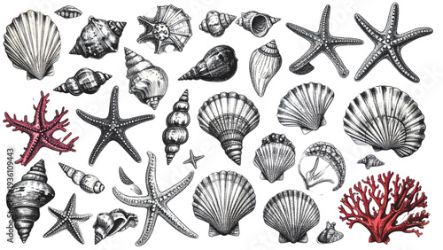 Hand drawn seashells starfish coral and marine elements collection vintage engraving style vector illustration set