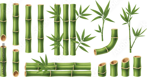 Green bamboo stalks and leaves vector set featuring fresh organic woody stems branches and tropical foliage for asian nature spa and zen design.