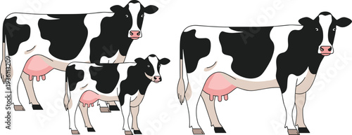 Vector Illustration of Holstein Friesian Dairy Cows and Calf, Black and White Spotted Cattle for Dairy Farm and Agriculture Design Elements