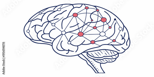 Highlighted regions of the human brain illustrating key neural areas of interest