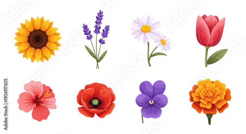 Variety of colorful flowers isolated on white