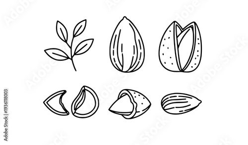 Minimal Almond Branch and Shell Outline Icon Set Vector