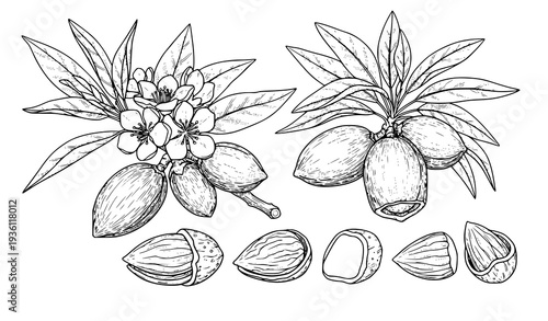 Botanical Almond Branch with Shells Black and White Line Art Vector