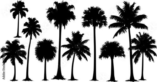 Tropical palm trees set silhouettes vector