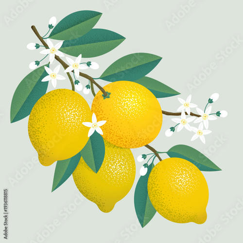 Ripe lemons with leaves and flowers. Illustration with grain and noise texture. 
