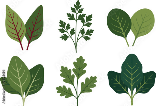 Cartoon illustration of six different leafy greens including spinach, parsley, cilantro, kale, and chard, showcasing edible plants, nutrition, healthy food, botanical art concept