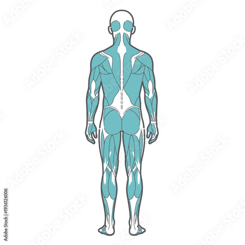 男性の全身筋肉図・人体解剖図のイラスト（背面・後ろ姿）