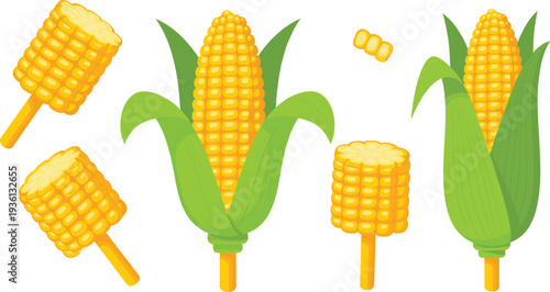 Corn cob vector illustration, maize vegetable set, fresh sweet corn with leaves, organic farm food, yellow corn collection isolated