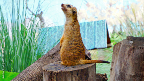 Quadro su tela Meerkat Stands and Looks Around on Wooden Stump in Zoo