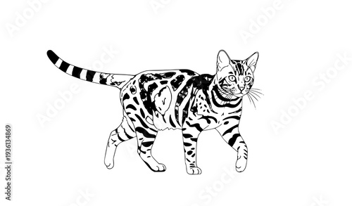 
Wild Bengal cat walking forward vector illustration exotic spotted domestic feline animal isolated on white