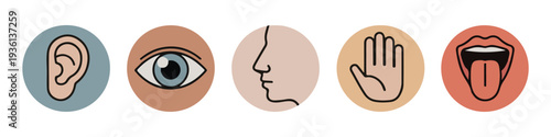 Five human senses icons showing hearing vision smell touch and taste with colorful circle backgrounds set