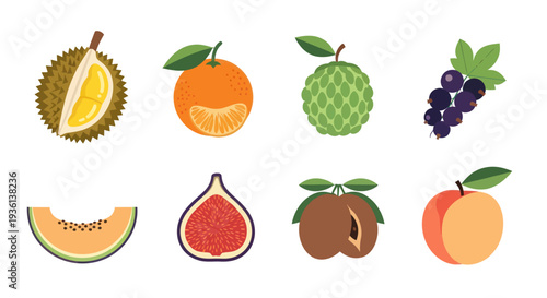 Assorted fruits illustrations on white