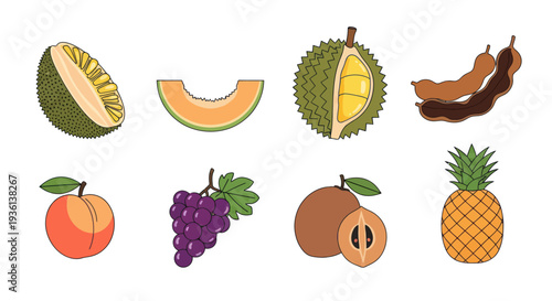 Assorted tropical fruit collection vector illustration