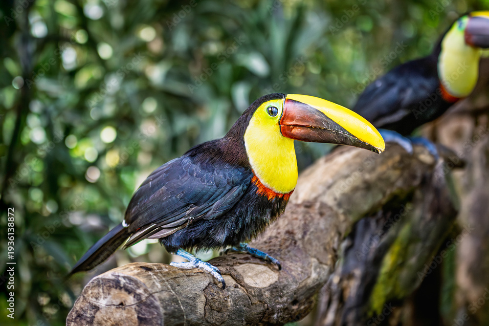 Obraz premium A striking portrait of a Chestnut-mandibled toucan (Ramphastos ambiguus swainsonii) in the lush rainforests of Costa Rica.