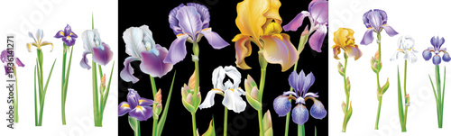 Realistic Iris Flowers Vector Set Editable Botanical Floral Elements Isolated for Design Compositions