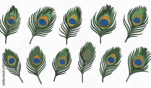 Peacock feather vector set with detailed eye pattern isolated on white