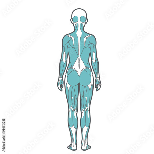 女性の全身筋肉図・人体解剖図のイラスト（背面・後ろ姿）