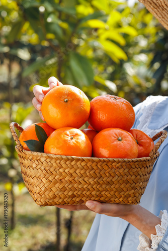 Fresh Mandarin Oranges in Basket at Wuming Orchard Guangxi China