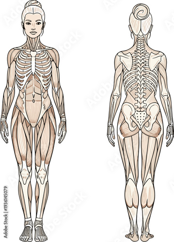 Female anatomy muscle and skeleton illustration, front and back view medical human body diagram vector