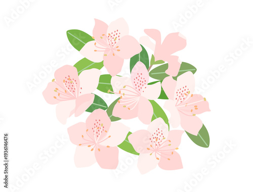 ピンク色のツツジの花をイメージしたイラスト