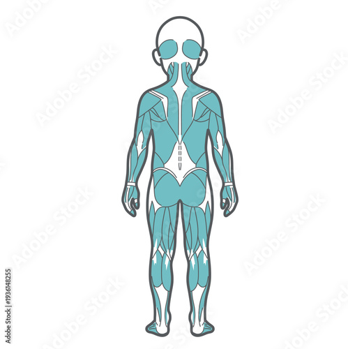 子供の全身筋肉図・人体解剖図のイラスト（背面・後ろ姿）