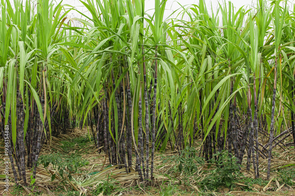 Fototapeta premium Black Sugarcane Plantation Field in Guangxi China - Sweet Juicy Fruit Crop Growing for Harvest