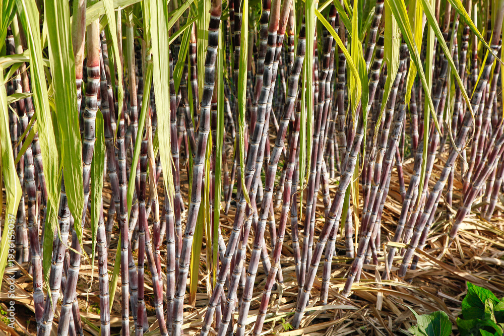 Obraz premium Sugar Cane Stalks Growing in Agricultural Field with Purple Black Bark and Green Leaves