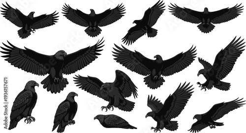 Set of detailed vector illustrations depicting various poses of powerful eagles and hawks, including flying, landing, and sitting, symbolizing strength, freedom, wildlife, and nature