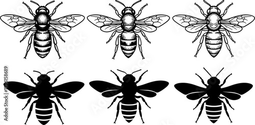 Set of honey bee illustrations and silhouettes in detailed engraving and solid black styles, vector insect collection for nature, wildlife, logo, and design use