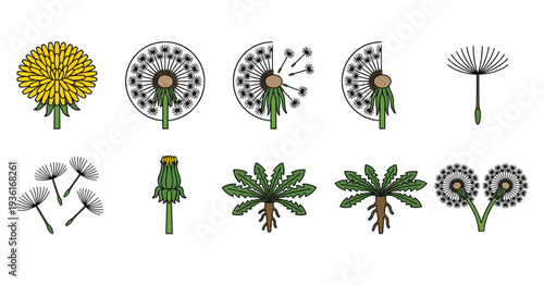 Dandelion life cycle and growth stages set from yellow flower to seed head and flying seeds, botanical illustration for nature and biology concepts