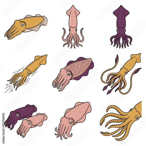 Squid and cuttlefish marine life collection with various poses and colors isolated on white background for ocean biology seafood and underwater nature themes