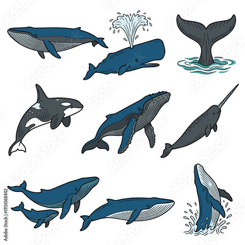 Hand drawn whale species and marine mammals illustrations set. Detailed drawings of blue whale, orca, sperm whale, humpback whale, and narwhal for ocean biology and nature conservation concepts.