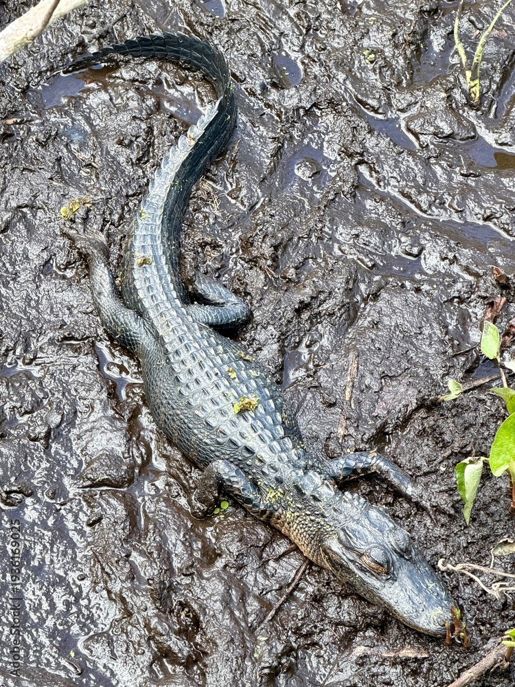 Obraz premium Baby alligator lying in the mud with eyes closed