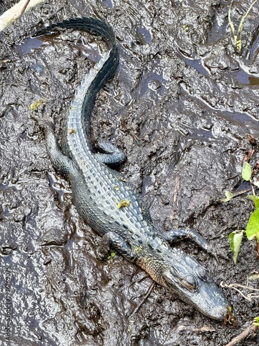 Baby alligator lying in the mud with eyes closed